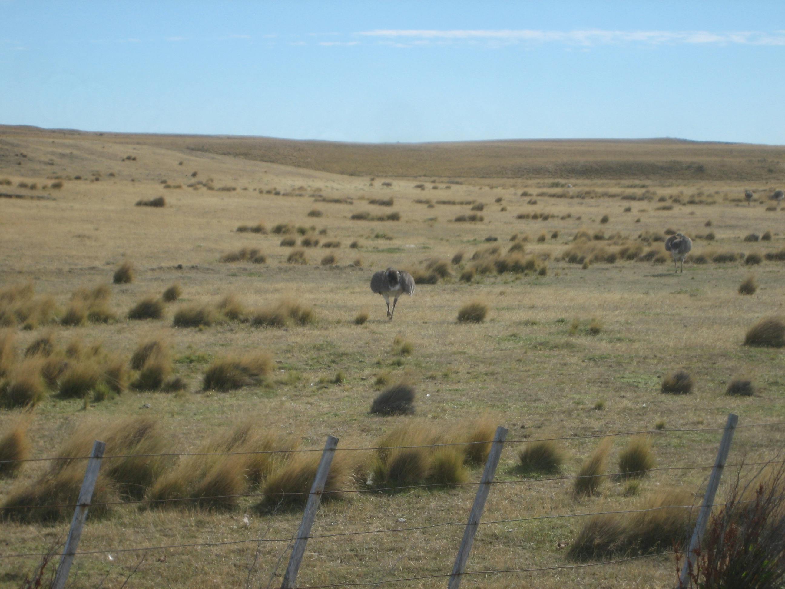 Patagonian Steppe One Earth